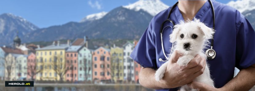 Tierarzt Notdienst Innsbruck