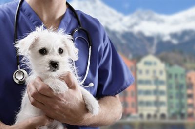 Tierarzt Notdienst Innsbruck