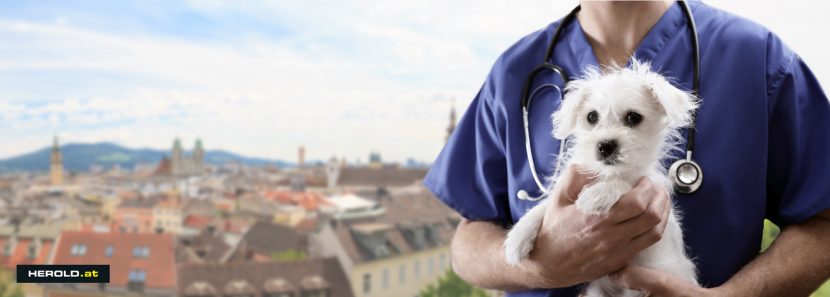 Tierarzt Notdienst Linz