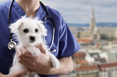 Tierarzt Notdienst Wien