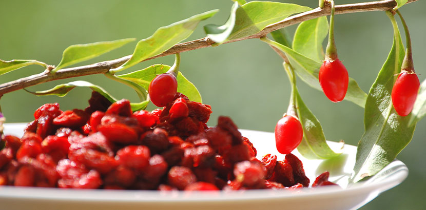 Superfood Gojibeeren frisch und getrocknet