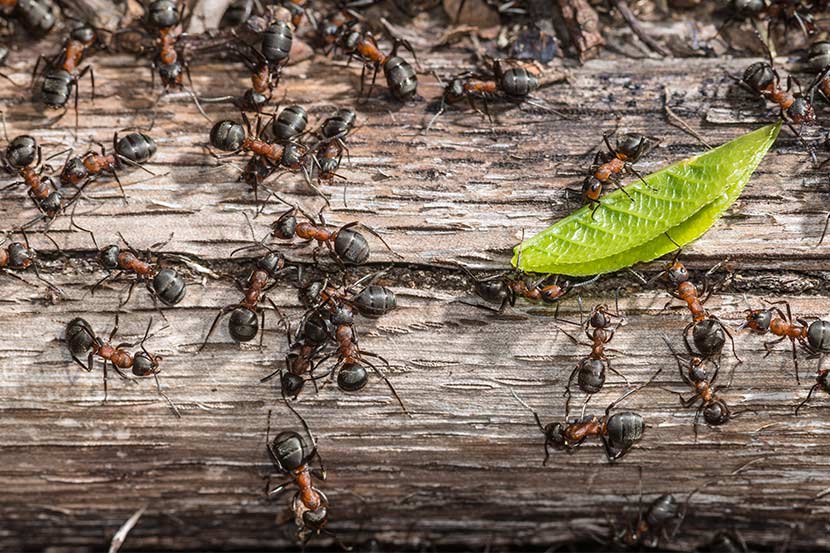 Was Hilft Gegen Ameisen Im Haus Tipps Hausmittel Herold At