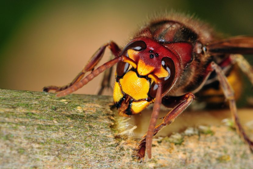 Hornissennest Entdeckt Hornissen Sicher Vertreiben Herold At