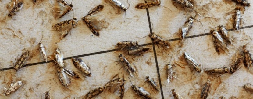 Kleidermotten bekämpfen, Motten bekämpfen, Mottenbefall