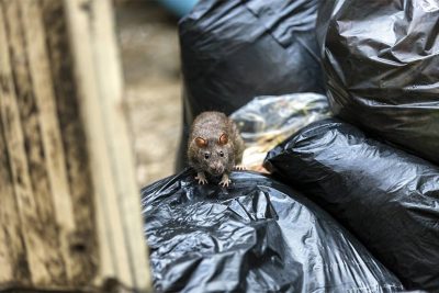 Ratte auf einem schwarzen Müllsack. Rattenbekämpfung Wien.
