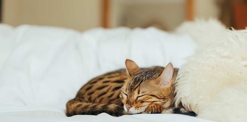 Besuch Beim Tierarzt Mit Deiner Katze Darauf Solltest Du