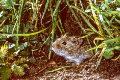 Wühlmaus, die in einem Garten aus ihrem Gang rausschaut. Wühlmäuse bekämpfen.