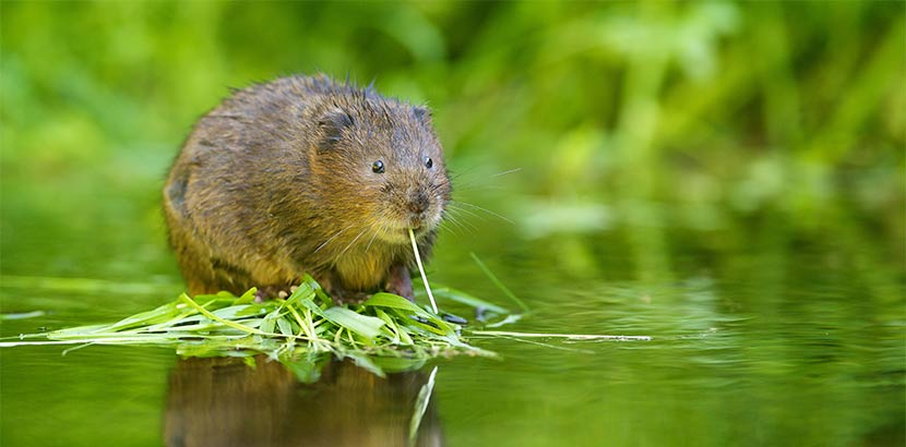 Wühlmaus im Garten? Schermäuse erfolgreich bekämpfen