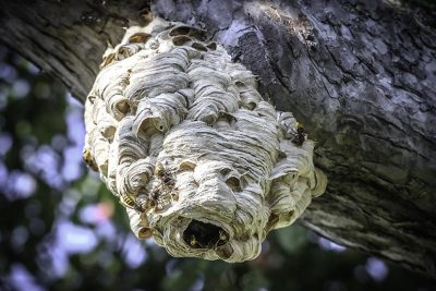 Hornissennest entfernen