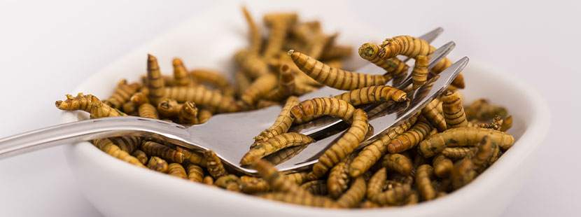 Gabel mit Mehlwürmern. Insekten essen Wien.