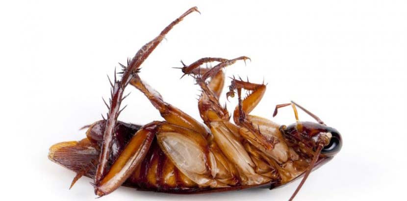 Tote Kakerlake nach Kakerlaken Bekämpfung. Liegt am Rücken mit den Beinen in der Luft.