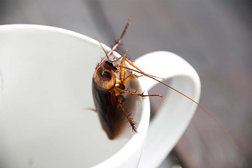 Kakerlake, die in einer Kaffeetasse sitzt. Kakerlaken Bekämpfung Wien.