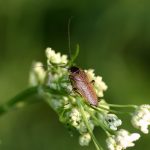Die Bernstein Waldschabe wird fälschlicherweise häufig für eine Kakerlake gehalten. Adobe Stock, (c) scarlet61 Kakerlaken bekaempfen