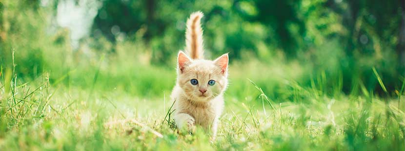 Katzenzubehör Checkliste