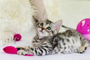 Besuch Beim Tierarzt Mit Deiner Katze Darauf Solltest Du