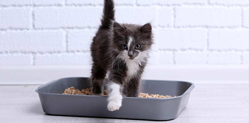 Katzenzubehör Checkliste