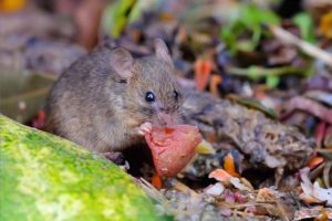 Wuhlmaus Im Garten Schermause Erfolgreich Bekampfen