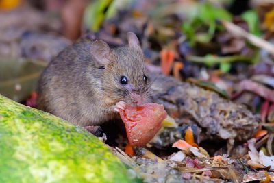 Maus, die an einem Stück Melone knabbert. Mäuseabwehr Wien