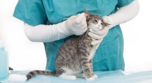 Katze Niest Die 10 Häufigsten Katzenkrankheiten Heroldat