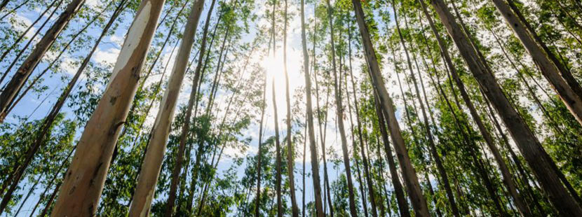 Eukalyptus Holz Eigenschaften