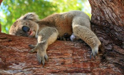 Koala auf Eukalyptusholz