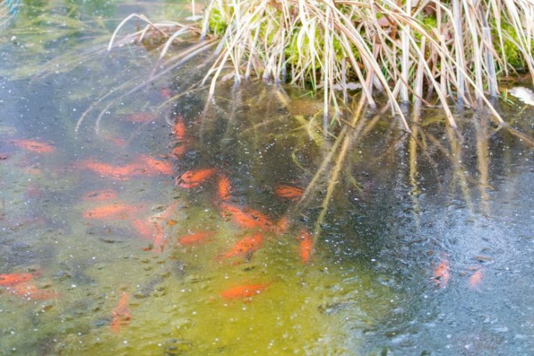Eisfreihalter So kannst du den Teich eisfrei halten HEROLD