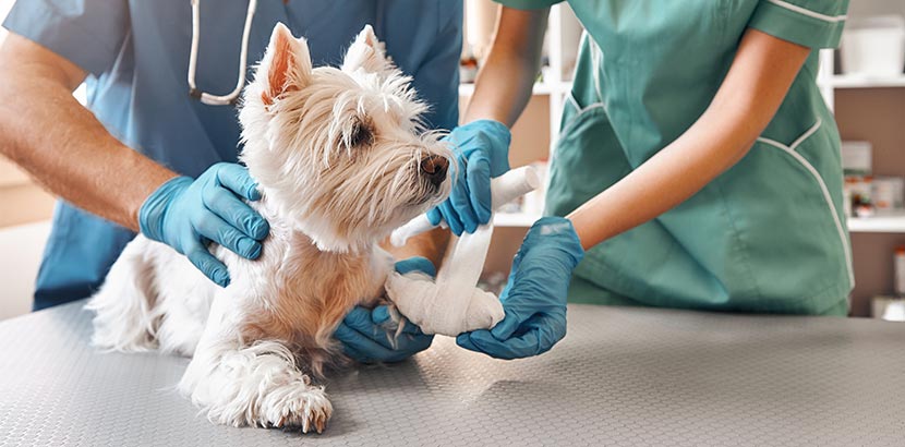 Hundekrankenversicherung - hund beim Tierarzt