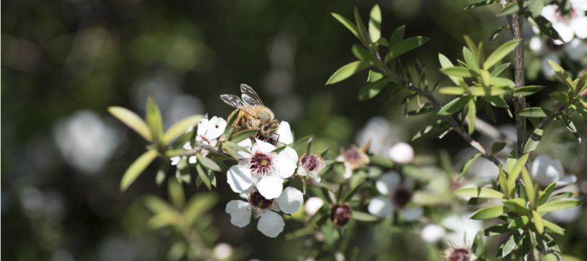 Biene sitzt auf neuseeländischer Südseemyrte (Manuka Strauch)