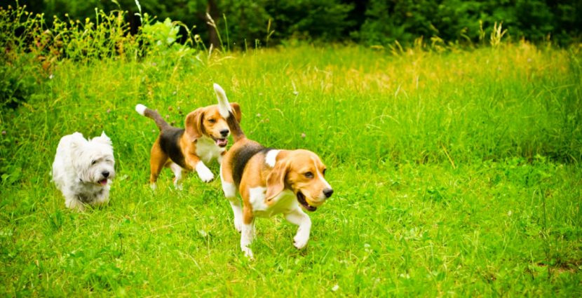 Ohrmilben bei Katzen &amp; Hunden Symptome erkennen! HEROLD.at