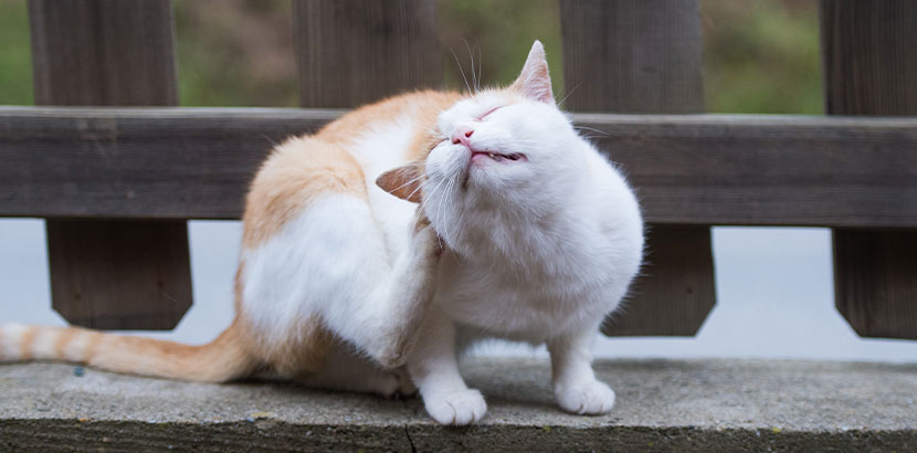Hübsche weiß-braune Katze, die sich wegen Ohrmilben stark am Ohr kratzt.
