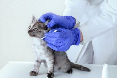 Kleine Katze mit Ohrmilben beim Tierarzt. Ohrmilben Katze.