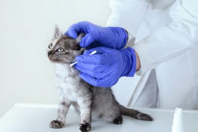 Kleine Katze mit Ohrmilben beim Tierarzt. Ohrmilben Katze.