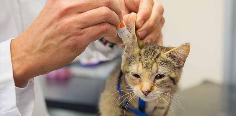 Kleine Katze beim Tierarzt, die Ohrentropfen gegen Ohrmilben bekommt.