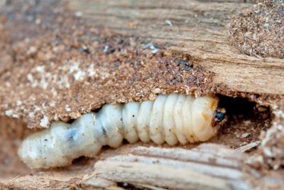 Nahaufnahme von einem Holzwurm, der sich durch Holz frisst. Holzwurmbekämpfung