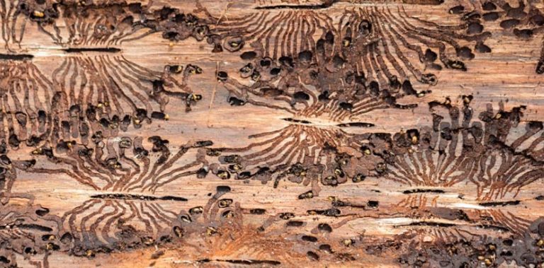 Holzwurm bekämpfen so geht's! HEROLD.at