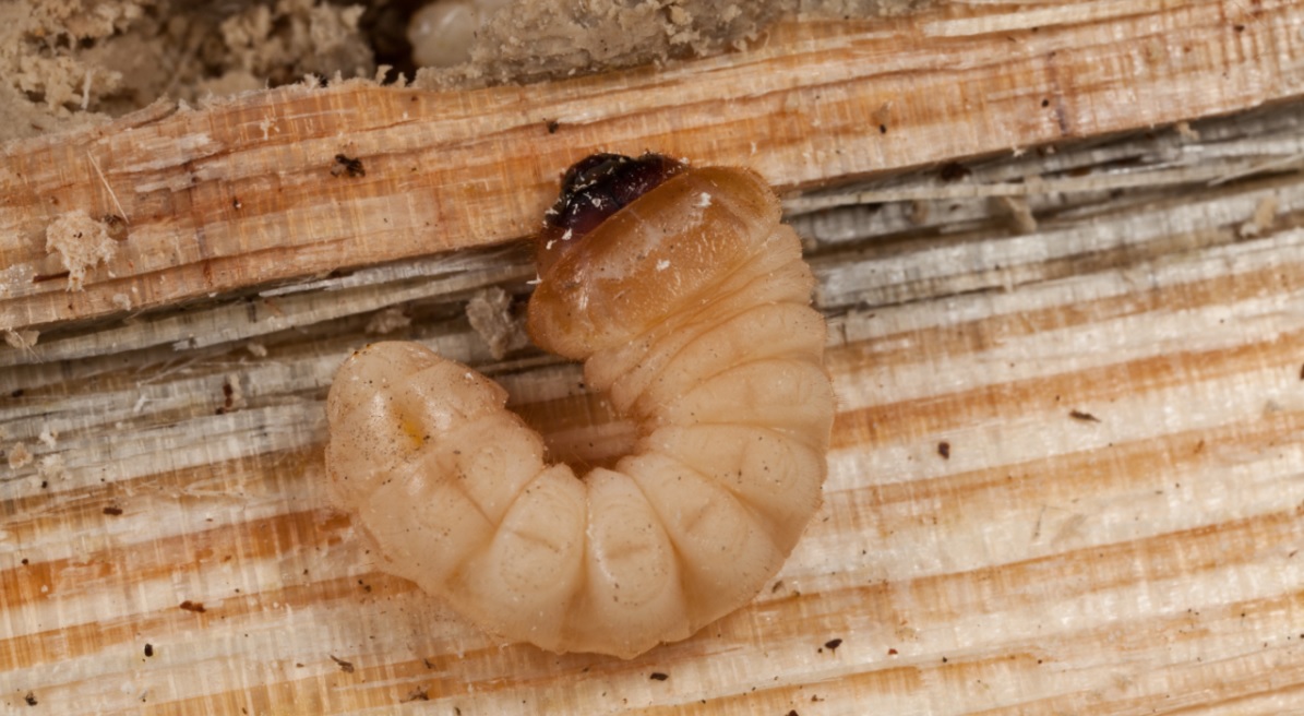 Wenn der Wurm drin ist Möbel vor Holzwurm schützen