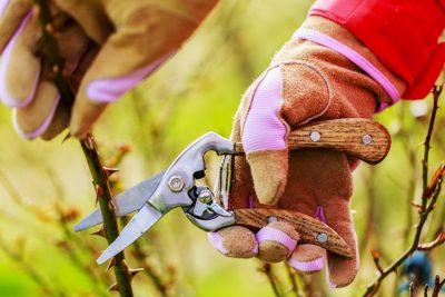 Zwei Hände mit Gartenhandschuhen, die Rosen schneiden.