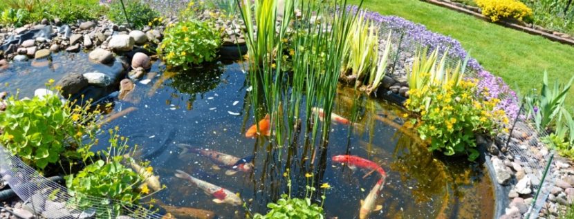 Kleiner Gartenteich mit Goldfischen und Steinumfassung. HEROLD verrät, wie das Teich anlegen als DIY Projekt klappt.