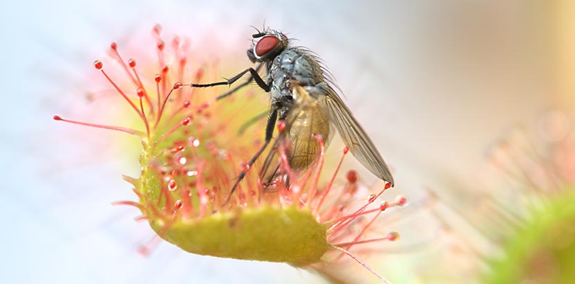 Der Sonnentau, eine fleischfressende Pflanze, der gerade eine Fliege gefangen hat.