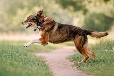 GPS Tracker Hund Katze