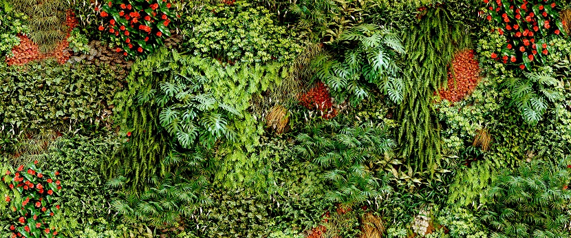 Immergrüne Pflanzen