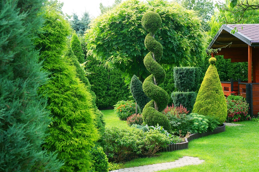 Immergrüne Pflanzen wie Eibe und Thuja verlieren ihre Nadeln nicht und