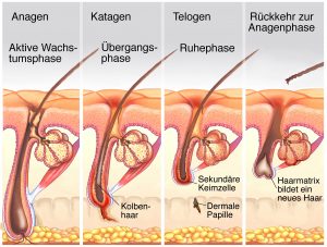 Haarausfall Ursachen Frauen