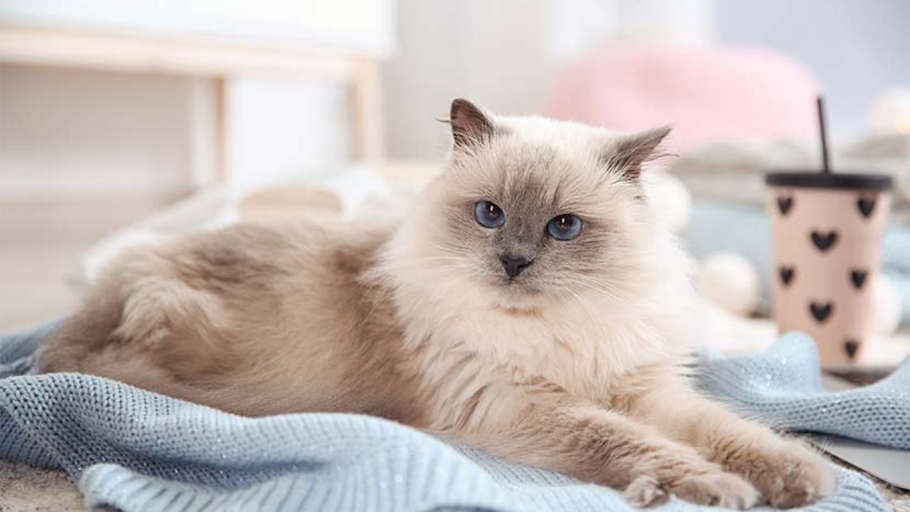 Katze Niest Nach Impfung