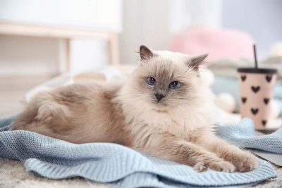 Katze niest und liegt auf dem Tisch auf einer blauen Kuscheldecke.