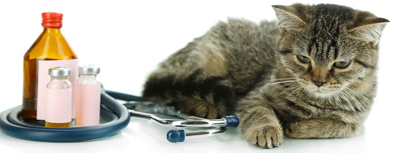 Katze Niest Die 10 Häufigsten Katzenkrankheiten Heroldat
