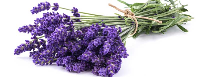 Lavendel ist eines der besten Hausmittel, um Kleidermotten zu bekämpfen. 