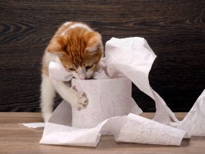 Welches Katzenzubehör braucht man? Die komplette Checkliste katzenspielzeug selber machen mit küchenrolle stock und
