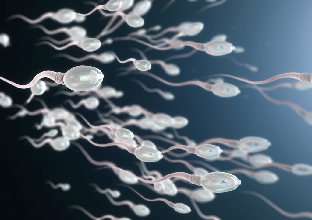 spermaprobe nach vasektomie