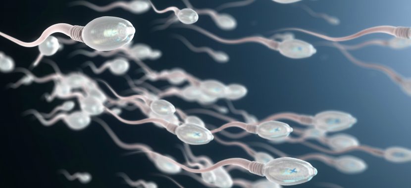 Spermiogramm